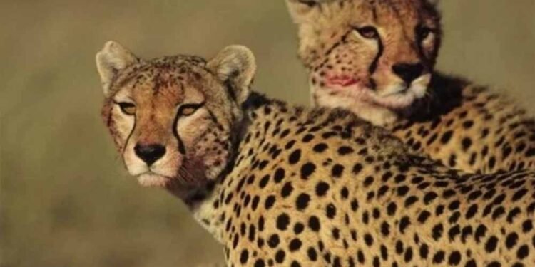 कूनो में होगी तीन चीता सफारी! 53 करोड़ की डीपीआर से बदलेगा पर्यटकों का अनुभव