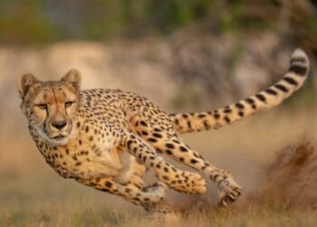 इंटरनेशनल चीता दिवस: CM मोहन यादव कूनो नेशनल पार्क में छोड़ेंगे तीन चीते, कुल संख्या 29