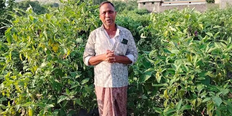 ग्राफ्टेड बैंगन से बदली खेती की तस्वीर – खरसिया के किसान मुरलीधर साहू ने