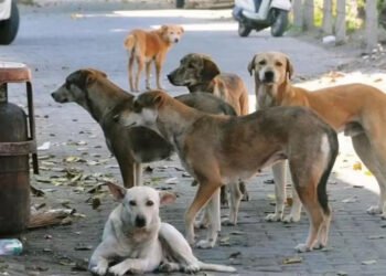 MP से खत्म होगा कुत्तों और मवेशियों का ‘आतंक’, स्कूल और अस्पतालों के बाहर बनेगी ‘किलानुमा’ दीवार