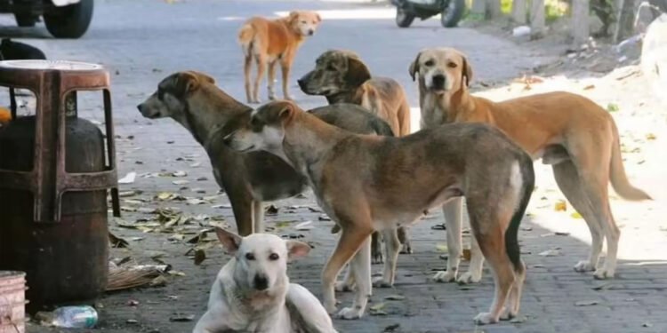 MP से खत्म होगा कुत्तों और मवेशियों का ‘आतंक’, स्कूल और अस्पतालों के बाहर बनेगी ‘किलानुमा’ दीवार