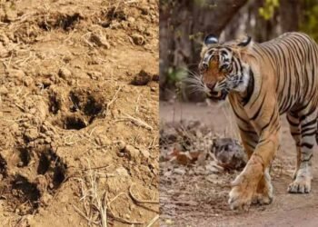 बस्तर के जंगलों में लौटी बाघ की दहाड़, दशकों बाद दिखे वापसी के पुख्ता संकेत
