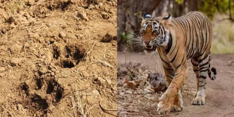 बस्तर के जंगलों में लौटी बाघ की दहाड़, दशकों बाद दिखे वापसी के पुख्ता संकेत