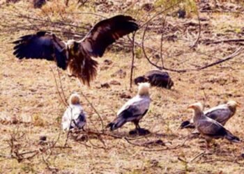 इंदौर में सफेद गिद्धों की संख्या में इजाफा, 9 साल बाद ‘आकाश के रक्षक’ की वापसी