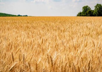 MSP बढ़ने से सरकार को राहत, किसानों को मिली निराशा, केवल 15 रुपये का बोनस मिलेगा