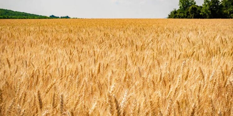 MSP बढ़ने से सरकार को राहत, किसानों को मिली निराशा, केवल 15 रुपये का बोनस मिलेगा