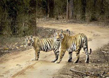 बाघ संरक्षण की वैश्विक मिसाल बना मध्यप्रदेश