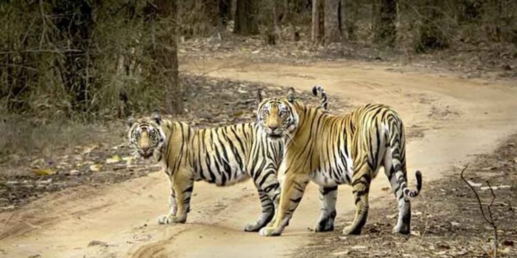 बाघ संरक्षण की वैश्विक मिसाल बना मध्यप्रदेश