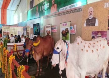 आंध्र प्रदेश की प्रसिद्ध पुंगनूर गाय बनी आकर्षण का केंद्र