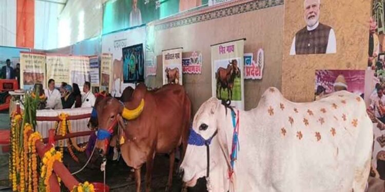 आंध्र प्रदेश की प्रसिद्ध पुंगनूर गाय बनी आकर्षण का केंद्र