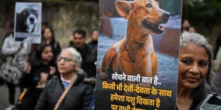 कुत्ते पर पत्थरबाज़ी का मामला सुप्रीम कोर्ट पहुँचा, पीड़िता ने किया डॉग का पक्ष में बचाव