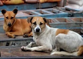 कुत्तों को नसबंदी के बाद बिरयानी खिला रहा निगम, कांग्रेस बोली- ‘करप्शन कर रहे हैं, किसकी बिरयानी?’