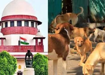 आवारा कुत्तों पर SC का फैसला जल्द, वकीलों से हफ्ते में मांगी दलीलें