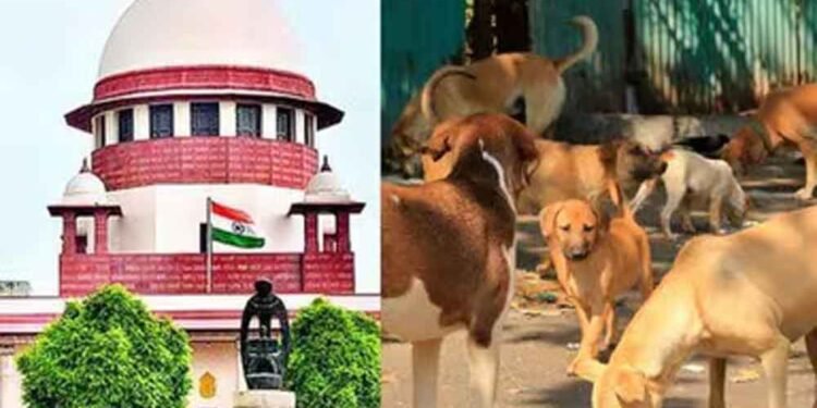 आवारा कुत्तों पर SC का फैसला जल्द, वकीलों से हफ्ते में मांगी दलीलें
