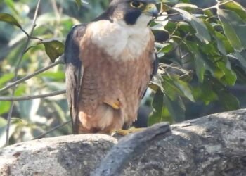 उदंती-सीतानदी में दिखा दुनिया का सबसे तेज़ उड़ने वाला पक्षी: पेरेग्रीन फाल्कन की मौजूदगी