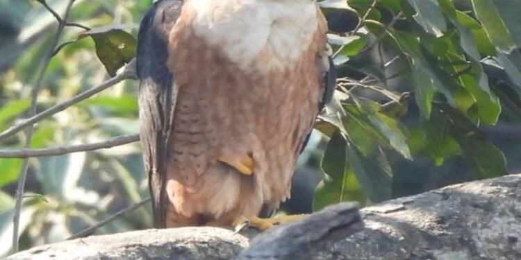 उदंती-सीतानदी में दिखा दुनिया का सबसे तेज़ उड़ने वाला पक्षी: पेरेग्रीन फाल्कन की मौजूदगी