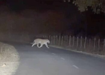 अमरकंटक में सड़क पर दिखा बाघ, गुजरते शिक्षक ने मोबाइल में कैद किया रोमांचक नज़ारा