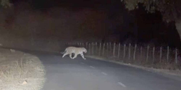 अमरकंटक में सड़क पर दिखा बाघ, गुजरते शिक्षक ने मोबाइल में कैद किया रोमांचक नज़ारा