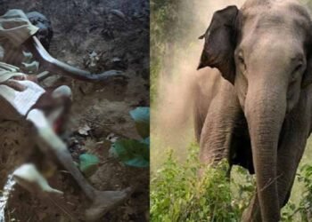 लकड़ी लेने गए बुजुर्ग पर हाथी का हमला, मौके पर मौत, 100 से ज्यादा हाथियों से गांव में दहशत