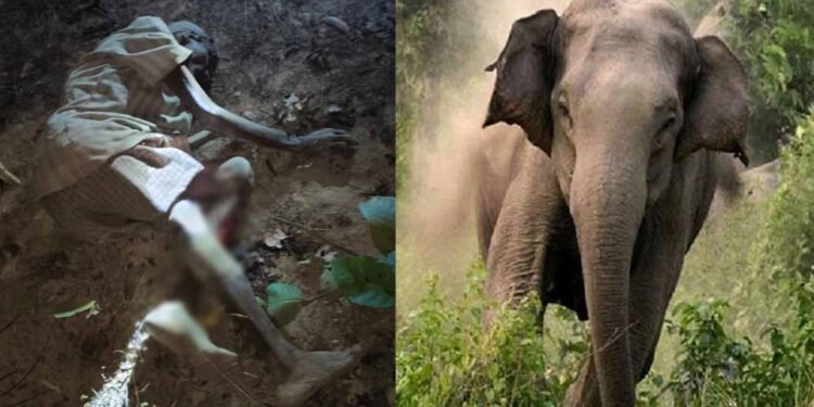 लकड़ी लेने गए बुजुर्ग पर हाथी का हमला, मौके पर मौत, 100 से ज्यादा हाथियों से गांव में दहशत