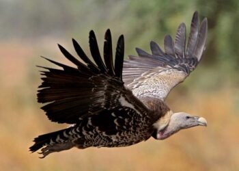 MP में पहली बार मोबाइल एप से होगी गिद्धों की गिनती, 7 प्रजातियों पर रखी जाएगी खास नजर