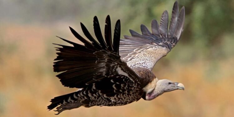 MP में पहली बार मोबाइल एप से होगी गिद्धों की गिनती, 7 प्रजातियों पर रखी जाएगी खास नजर