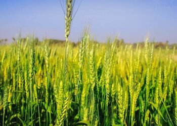 अचानक बढ़ी गर्मी से गेहूं की फसल पर खतरा, किसानों की बढ़ी चिंता