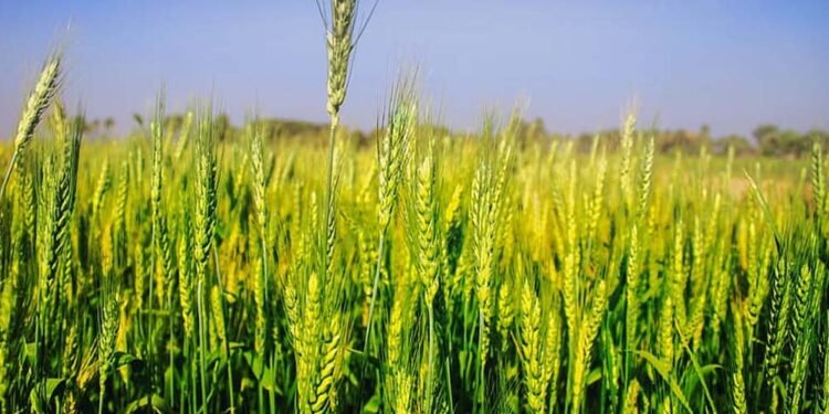 अचानक बढ़ी गर्मी से गेहूं की फसल पर खतरा, किसानों की बढ़ी चिंता