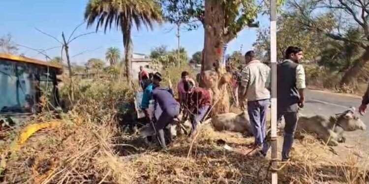 छत्तीसगढ़ से झारखंड गौवंश तस्करी का खुलासा, पुलिस पीछा में पलटी पिकअप, 3 गायों की मौत