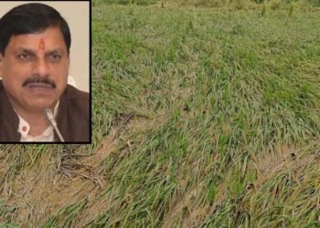 एमपी के 25 जिलों में बारिश से फसलें बर्बाद, सीएम मोहन ने दिए तत्काल राहत के निर्देश