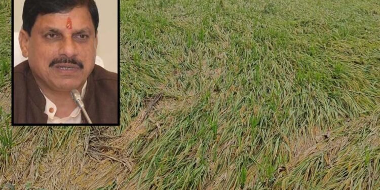 एमपी के 25 जिलों में बारिश से फसलें बर्बाद, सीएम मोहन ने दिए तत्काल राहत के निर्देश