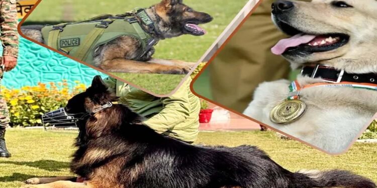 CRPF की K9 यूनिट बनी आतंकियों का खौफ, टॉयसन जैसे सैकड़ों डॉग कमांडो तैयार