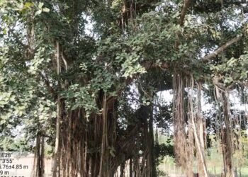 पन्ना में 100 साल से पुराने वृक्षों की खोज, बरगद, पीपल और नीम सहित कई पेड़ों का दस्तावेजीकरण