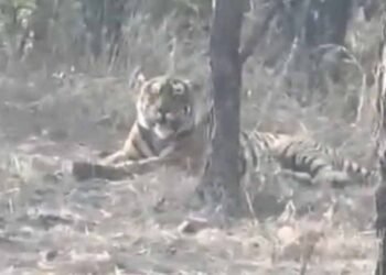 चीतों के घर में बाघ की एंट्री, कूनो नेशनल पार्क में पहली बार देखा गया, कैमरे में कैद हुई तस्वीर