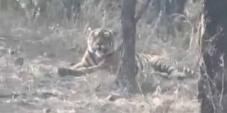 चीतों के घर में बाघ की एंट्री, कूनो नेशनल पार्क में पहली बार देखा गया, कैमरे में कैद हुई तस्वीर