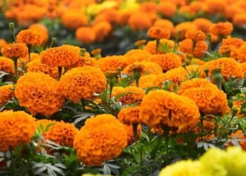 सिंहस्थ के लिए 4200 हेक्टेयर में होगी फूलों की खेती, विशेष क्लस्टर बनाए जाने की योजना, केंद्र से मंजूरी मांगी