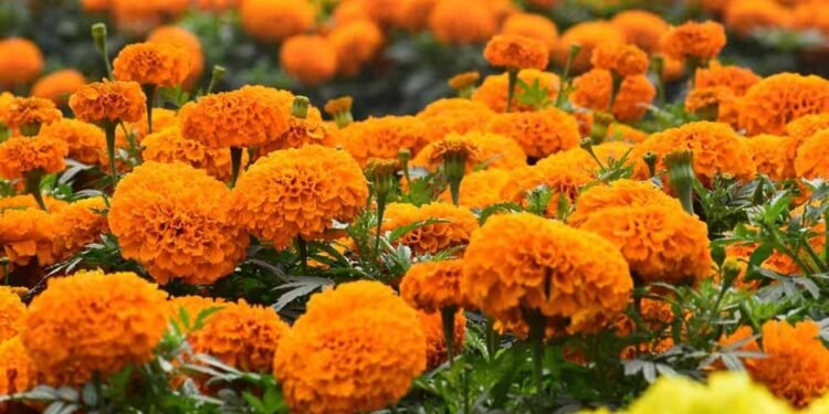 सिंहस्थ के लिए 4200 हेक्टेयर में होगी फूलों की खेती, विशेष क्लस्टर बनाए जाने की योजना, केंद्र से मंजूरी मांगी