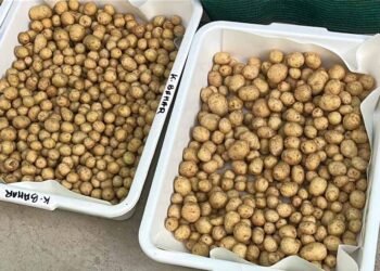 ग्वालियर के वैज्ञानिकों ने हवा में उगाया आलू, 1KG बीज से 400 किलो आलू, बीमारी मुक्त खेती की सफलता