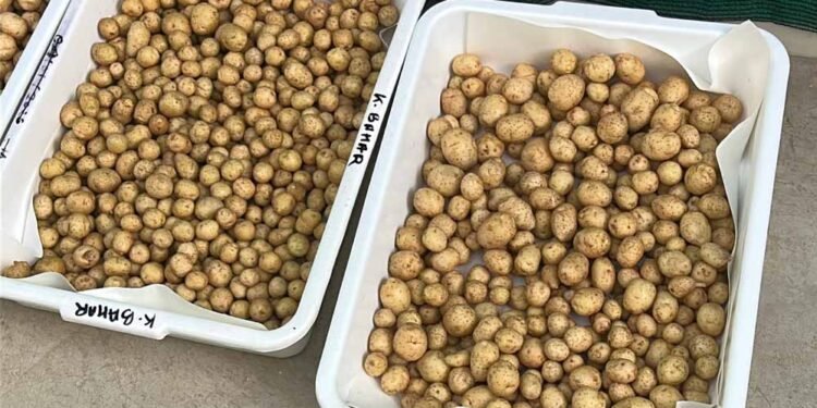 ग्वालियर के वैज्ञानिकों ने हवा में उगाया आलू, 1KG बीज से 400 किलो आलू, बीमारी मुक्त खेती की सफलता