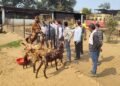 मध्य प्रदेश में बकरी पालन पर 50% सब्सिडी, सरकार का राष्ट्रीय पशुधन मिशन से किसानों को मिलेगा सुपरहिट बिजनेस मौका