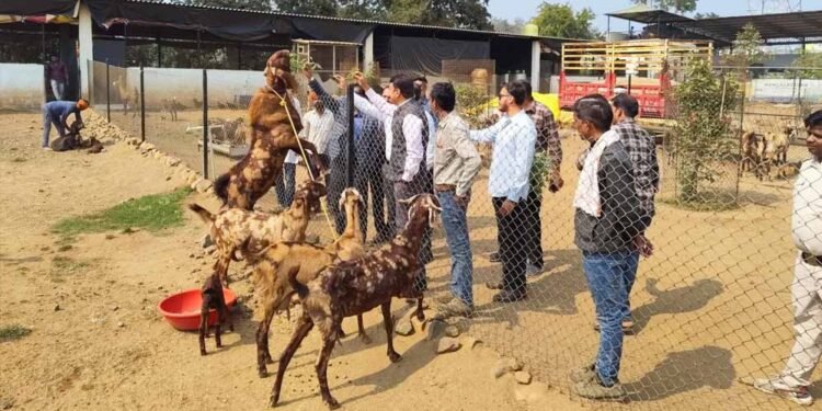 मध्य प्रदेश में बकरी पालन पर 50% सब्सिडी, सरकार का राष्ट्रीय पशुधन मिशन से किसानों को मिलेगा सुपरहिट बिजनेस मौका