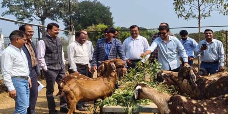 कृषि और पशुपालन किसानों के लिए बन रहा लाभकारी व्यवसाय