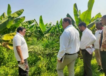 खाद्य तेल में आत्मनिर्भरता की ओर छत्तीसगढ़ : राज्य में 10,796 हेक्टेयर क्षेत्रों में ऑयल पाम की खेती