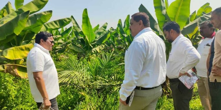 खाद्य तेल में आत्मनिर्भरता की ओर छत्तीसगढ़ : राज्य में 10,796 हेक्टेयर क्षेत्रों में ऑयल पाम की खेती