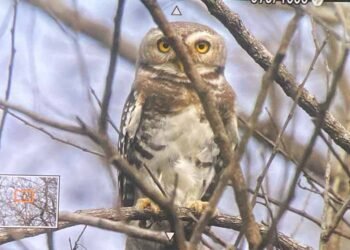 कूनो राष्ट्रीय उद्यान में फॉरेस्ट ऑउलेट का दिखाई देना, शुभ संकेत