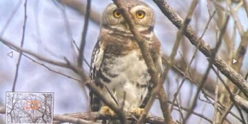 कूनो राष्ट्रीय उद्यान में फॉरेस्ट ऑउलेट का दिखाई देना, शुभ संकेत