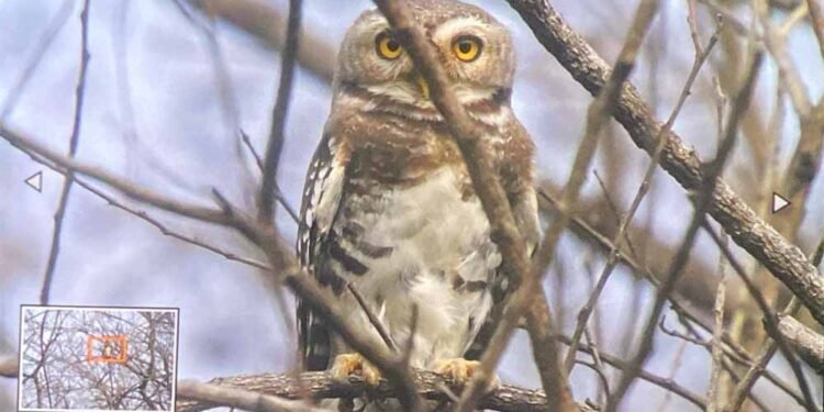 कूनो राष्ट्रीय उद्यान में फॉरेस्ट ऑउलेट का दिखाई देना, शुभ संकेत