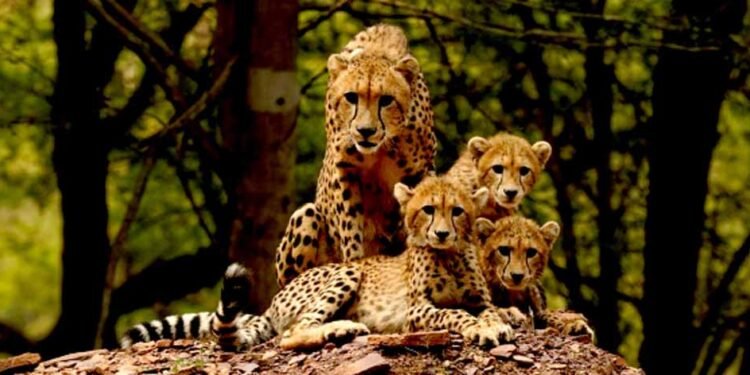 ‘प्रोजेक्ट चीता’ ‘प्रकृति से प्रगति’ का संदेश देती विश्व की सबसे सफल परियोजना : मुख्यमंत्री डॉ. यादव