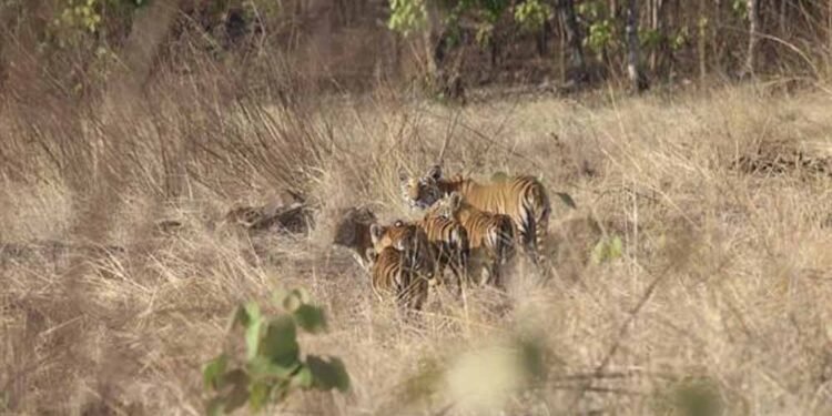 विंध्य की गोद में बसा खिवनी अभयारण्य, बन रहा इको-टूरिज्म का आकर्षण केंद्र