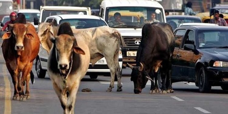 दो साल में MP की सड़कों से खत्म होंगे आवारा मवेशी, विधानसभा में BJP सरकार का दावा
